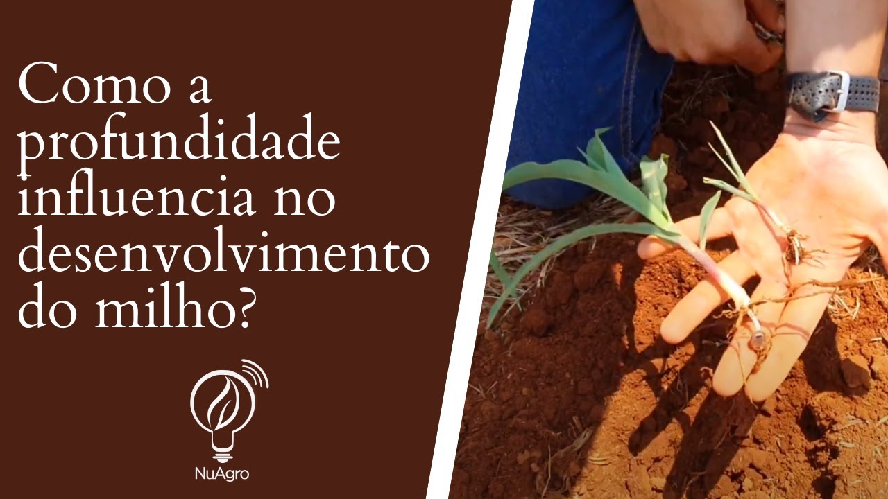 Como a profundidade de plantio influencia no desenvolvimento do milho?