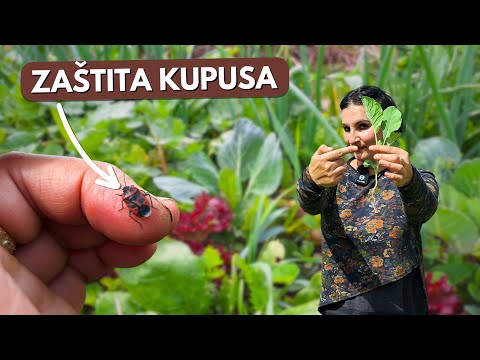 3 Defense Systems Against CABBAGE BUGS