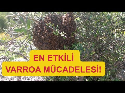 Bu Yöntemle Varroanın kökünü kurutacaksınız!/ Arıcılık
