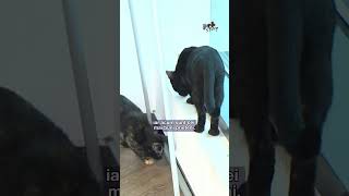 #PetStory : Ami și Aris, pisicuțele abandonate care au devenit de nedespărțit #digi24