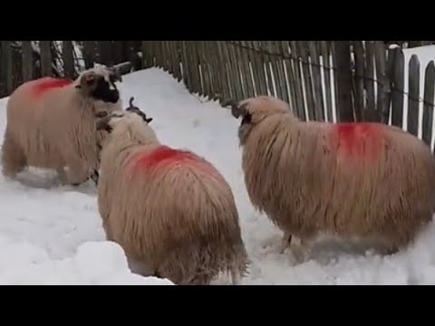 Za Tri Ovna Pramenke Dao 5.000 Evra.For three rams,Pramenka gave 5.000 euros.