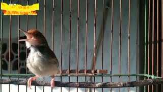 Download lagu Masteran prenjak lumut gacor full tembakan variasi mp3 Download lagu Masteran prenjak lumut gacor full tembakan variasi mp3