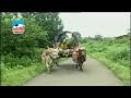 Bailgadi Sajavli Marathi Devotional Koligeet