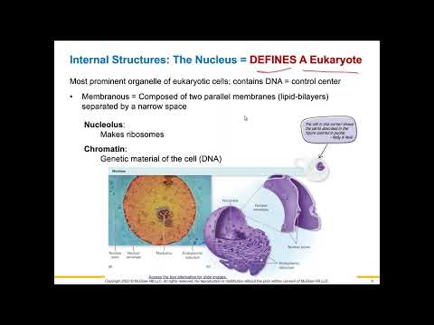 Chapter 4: Eukaryotic Cells and Microorganisms