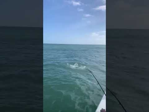 Shark Fishing Charter New Smyrna Beach — Captain Brad