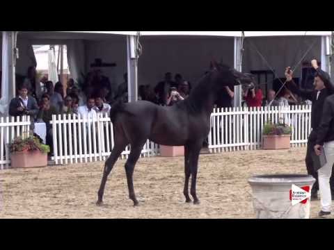 N.89 ARTEMAS GA - Menton 2015 - Yearling Colts 1 year old (Class 6A)