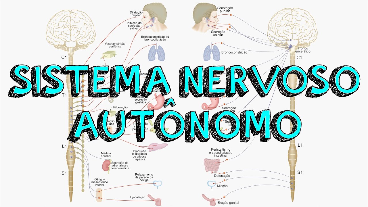 Aula 06 - Sistema Nervoso Autônomo