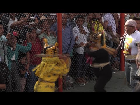 A batalha das feras | AFP