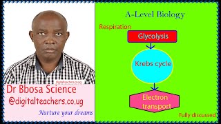 Respiration (A -level biology)