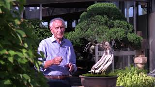 #ArtGrandTour - Il museo del Bonsai