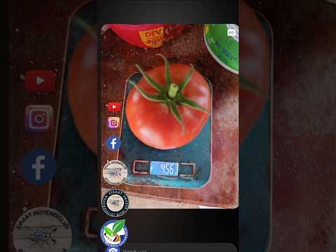 VAR MI DAHA BÜYÜĞÜ VE KIRMIZISI? ‎⁨@UZKTN-TAR-DAN   ALAN KAZANIR!