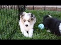 Miniature Australian Shepherd dogs for sale: Shila - Video 1