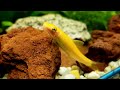 Jenis Ikan Hias Pembersih Aquarium