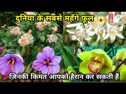 दुनिया के सबसे महँगे फूल किमत हैरान कराने वाली 😱‼️/World's most expensive flowers/facts/HEMU ka FACT