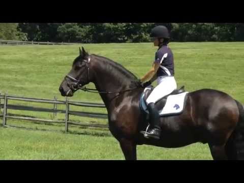 Juneau ISF at Iron Spring Farm, August 2015 - SOLD!