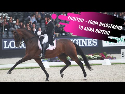 Fiontini From Andreas Helgstrand To Anna Buffini - Grand Prix Dressage Horse On The Move
