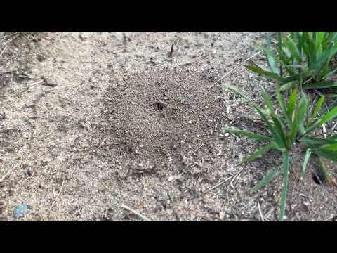 Ants & Spiders All Around the Home in Colts Neck, NJ