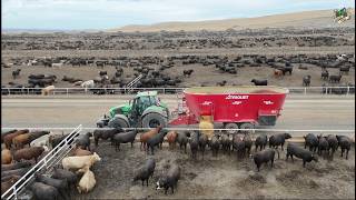 Feeding Beef Cattle & Chopping High Moisture Ear Corn near Kennewick Washington
