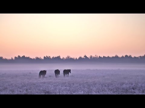 BuitenGewoon 8-12-2015 Planken Wambuis