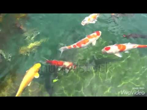 Have You Got a Pet? Official Video