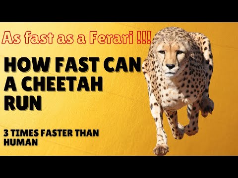 How Fast Can A Cheetah Run – Cheetah Speed
