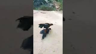 Download lagu AYAM PUKUL KO mp3 Download lagu AYAM PUKUL KO mp3