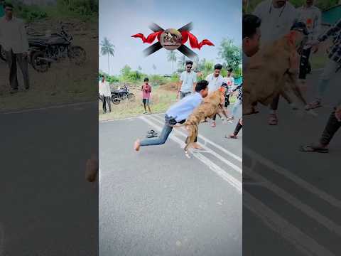 Dog race kolhapur🚀😱 || kolhapur dog racing / dog race maharashtra || #shorts #arfyads #dograce