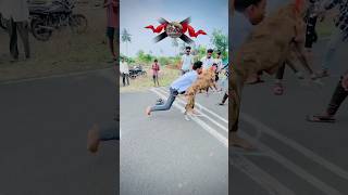 Download lagu Dog race kolhapur🚀😱 || kolhapur dog racing / dog race maharashtra || #shorts #arfyads #dograce mp3 Download lagu Dog race kolhapur🚀😱 || kolhapur dog racing / dog race maharashtra || #shorts #arfyads #dograce mp3