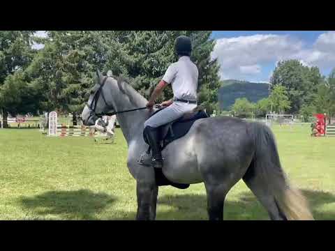 Gelding Other Pony Breed For sale 2008 Grey