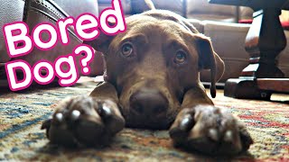 10 Ways to TIRE OUT Your HYPER Dog (AT HOME!)