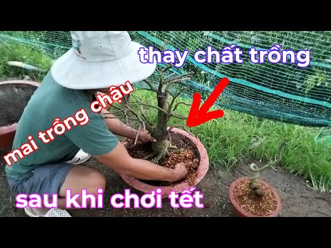 6/1al ,Vô chậu,thay chất trồng sau khi chơi tết.luu ý chất trồng.