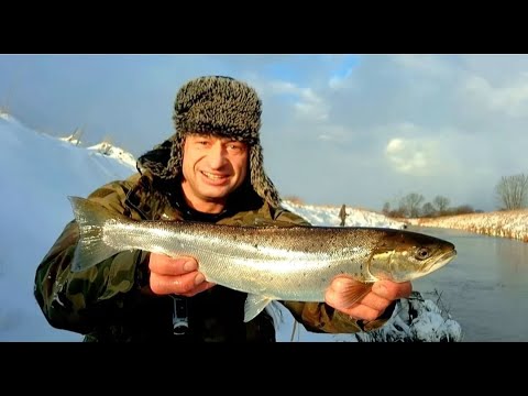 TROUT WINTER... Second Fish of the Season