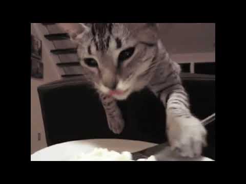 Funny Cats Clips in 30 Seconds   YouTube
