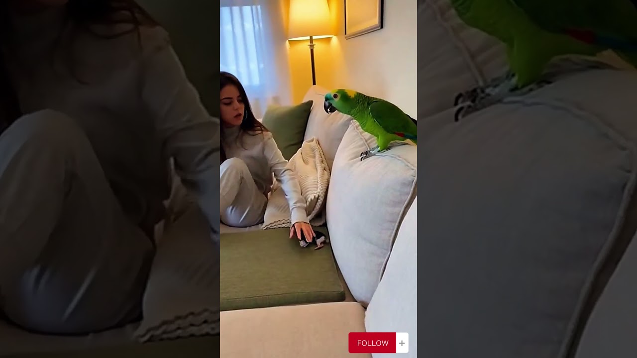 Parrot Laughing After Causing Trouble 😂🔥#funnyparrot #birdcomedy #petfunnyshort #viral