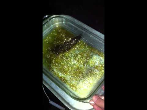 download lagu mp3 mp4 Kushy Kush, download lagu Kushy Kush gratis, unduh video klip Download Kushy Kush Mp3 dan Mp4 Full Gratis
