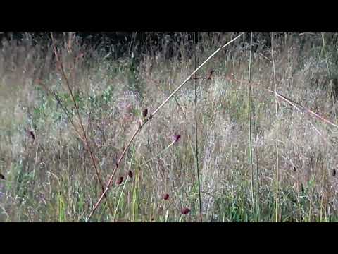 PIC 0897 Cenário pantanal do Youth Forest Park