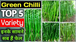 Chilli / मिर्च :- TOP 5 Hybrid Variety |Green Chilli |