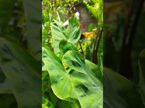 #mobilephotography #nature#youtubeshorts #shorts @naturewithnasrin