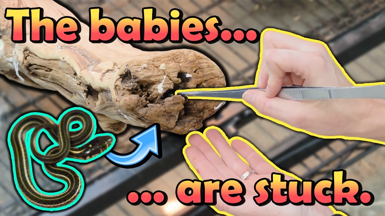 Baby Garter Snakes were Born!! They got Stuck in a Log...