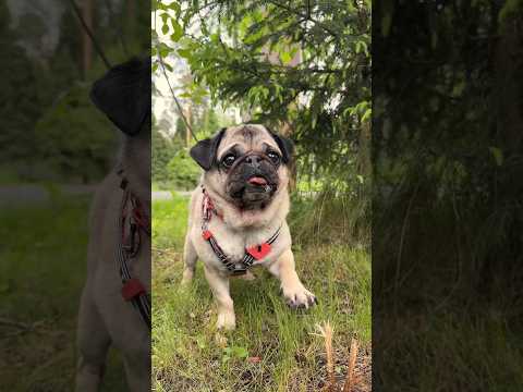 Bittu returns a puppy to its owner #viralshorts #youtubeshorts