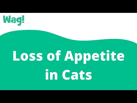 Loss of Appetite in Cats | Wag!
