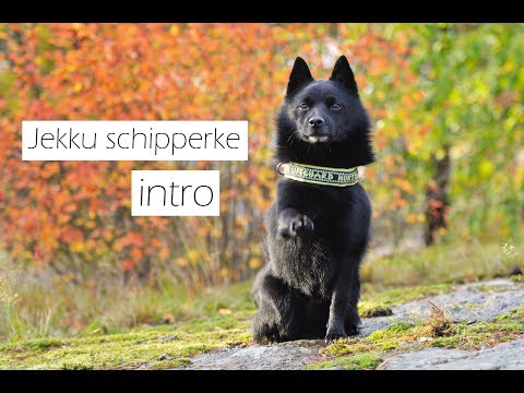 Jekku schipperke - intro