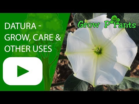 datura parazita kezelés