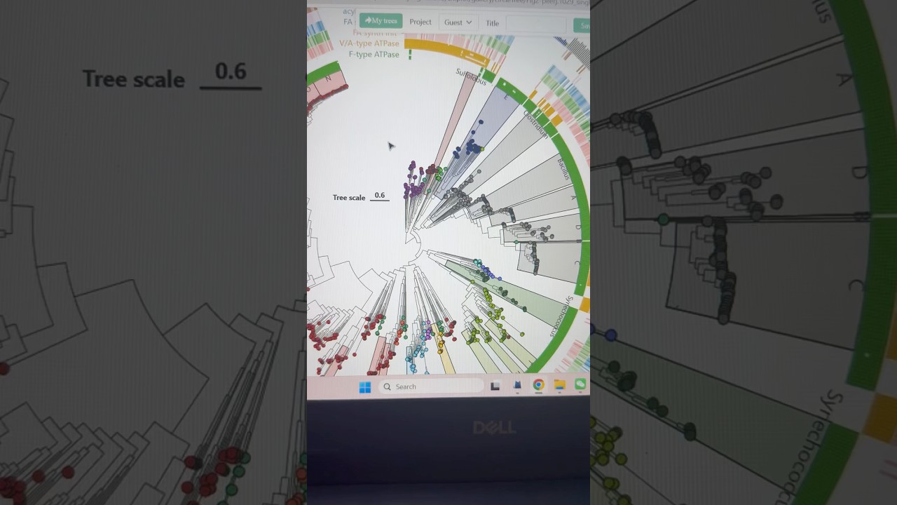 A Phylogenetic Circular Tree with multiple rings of annotation