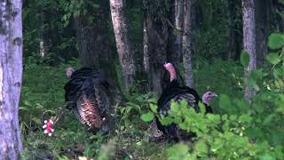 Pelkie Documentary Premiere