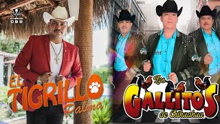 Mata Verde de Limon - El Tigrillo Palma Ft Los Gallitos de Chihuahua 2020