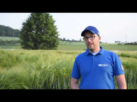 Ramularia in Wintergerste