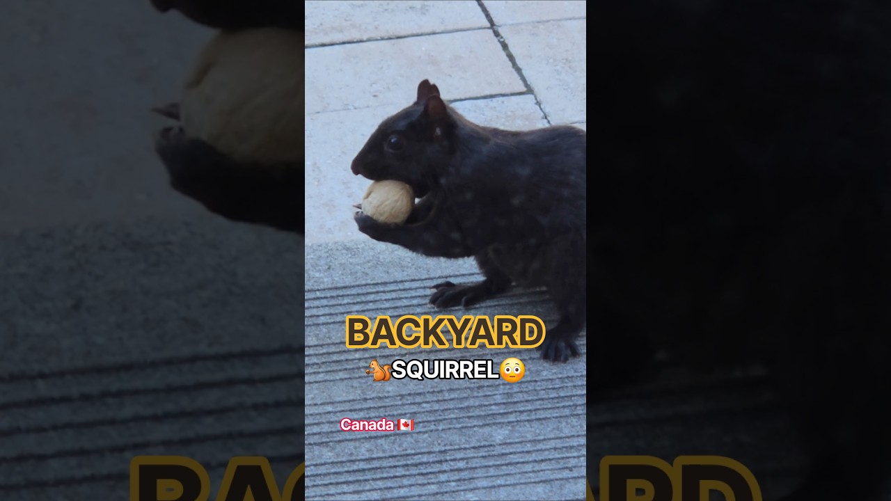 Backyard Squirrel🐿🏡😋 #shorts #backyardsquirrel #squirrel #canada #nature #wildlife #trending #animal