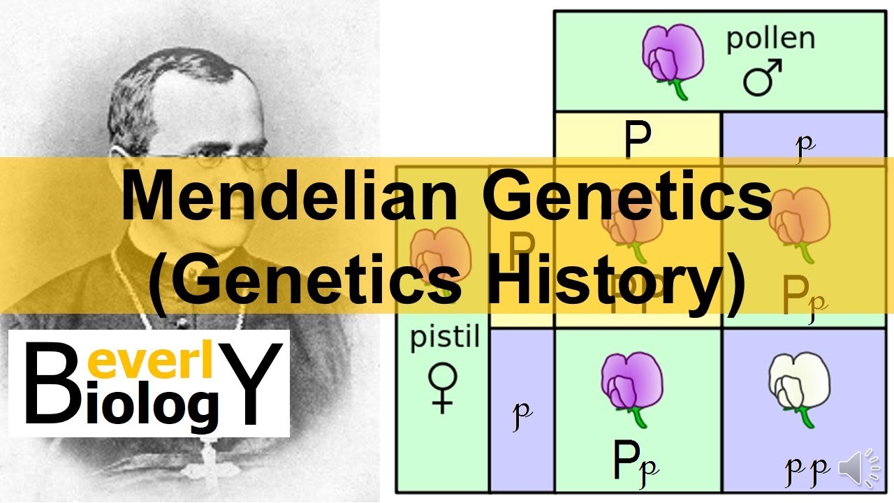 Mendelian Genetics (Genetics History)