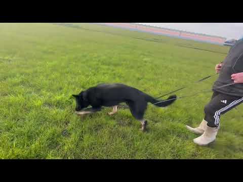 Jerri z Jukasu speuren 20240402